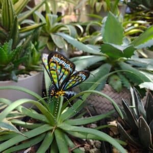 Butterflie Figurine Statue Oaxaca Mexican Folk Art Alebrije Sculpture, Wooden As Mexican Decoration, Made Of Wood And Carved By Hand